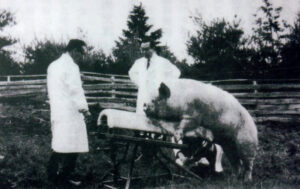 26